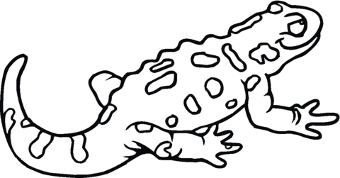 Spotted Salamander Coloring Page